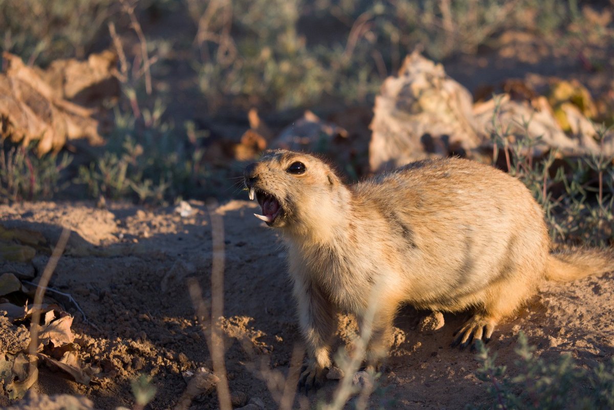 Зона степей суслик