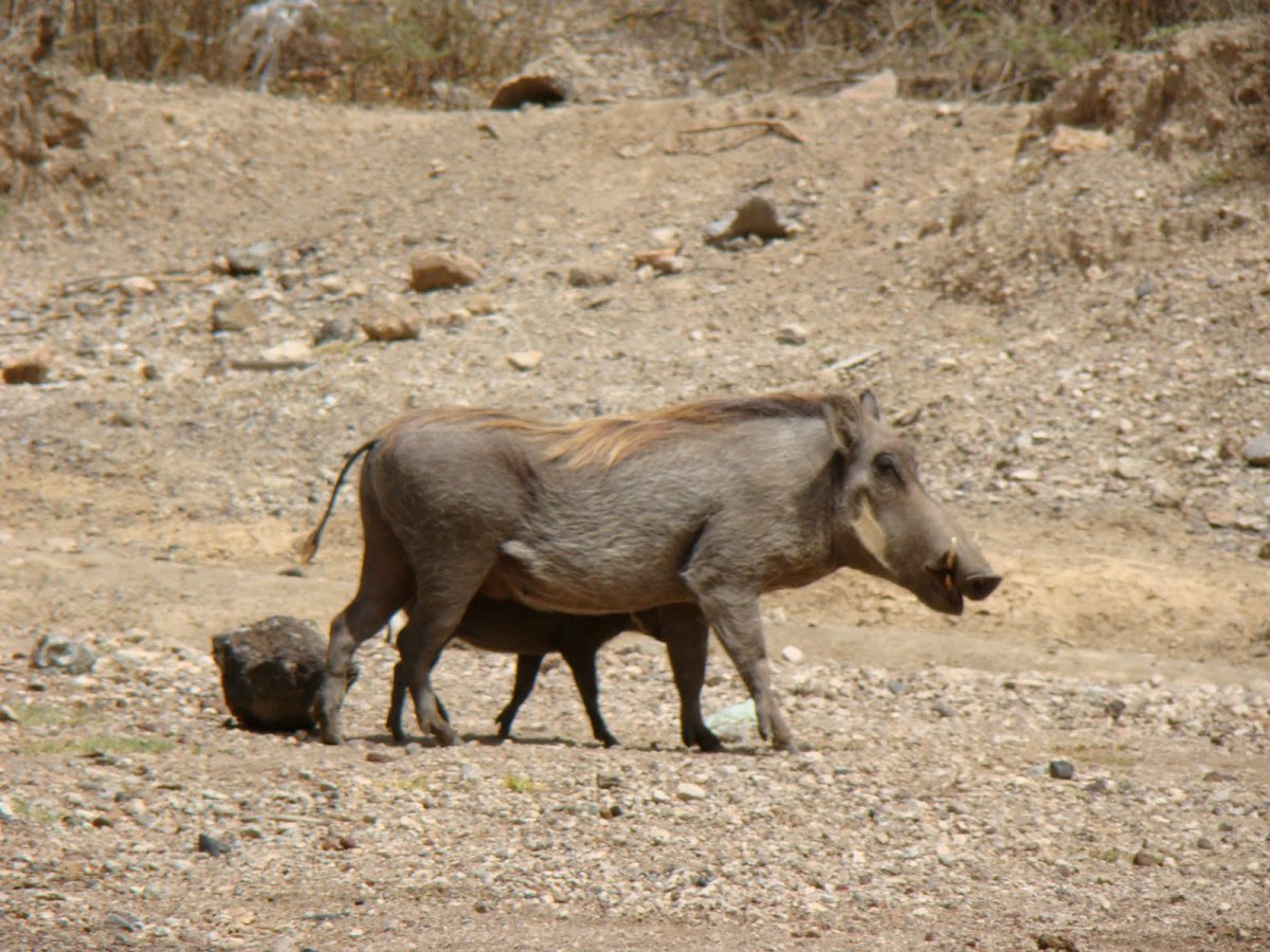 Звери Эфиопии