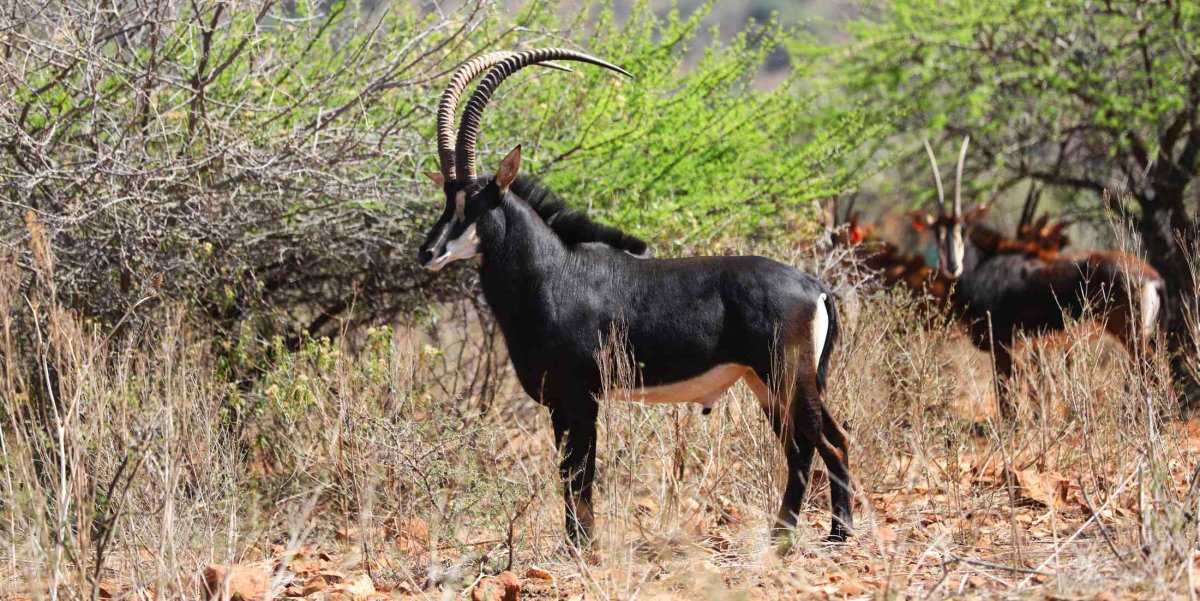 Антилопа-Ньяла и Эфиопский козел