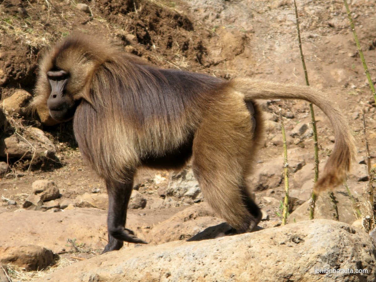 Животный мир Сомали