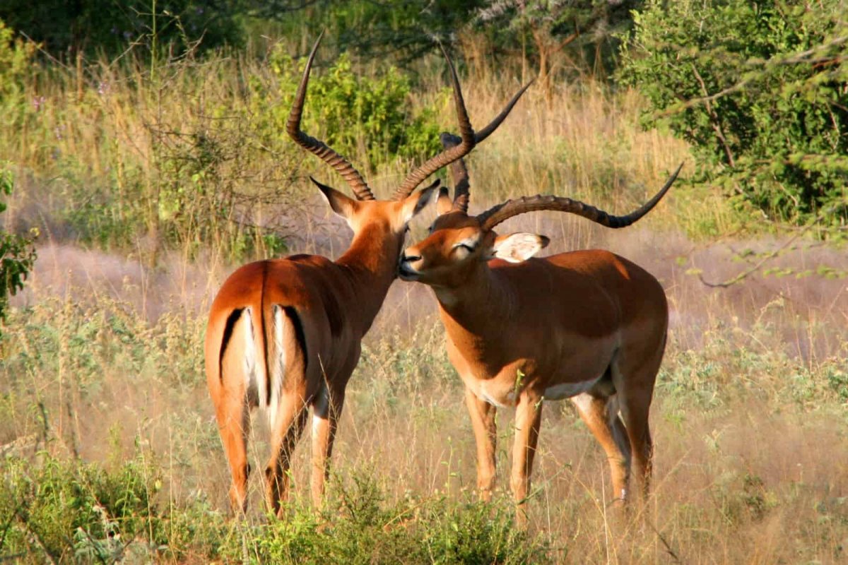 Национальный парк Амбосели Импала