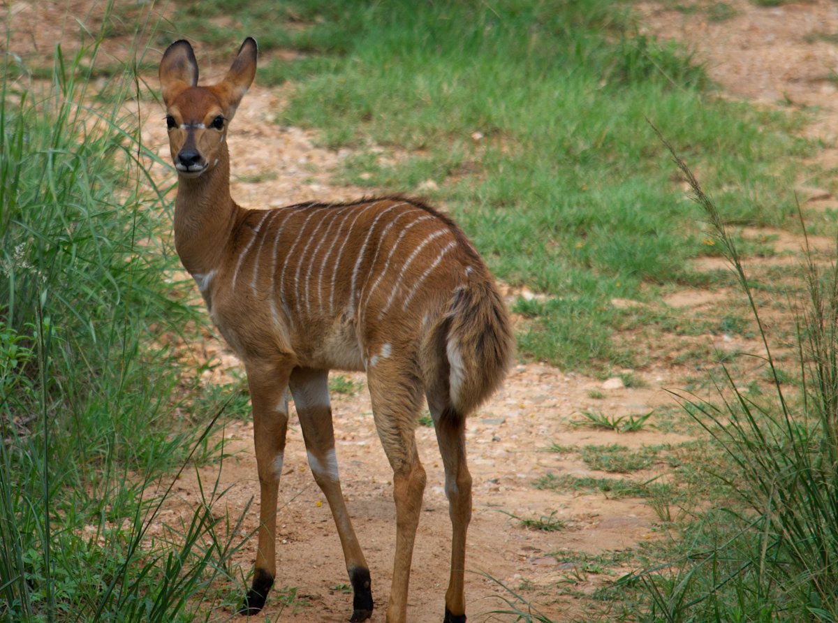 Равнинная антилопа Ньяла