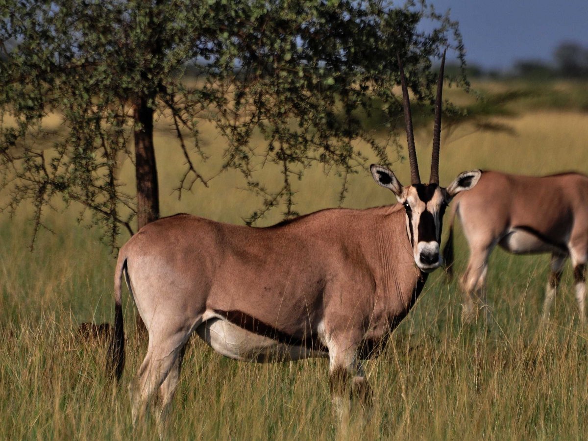 Флора и фауна Эфиопии