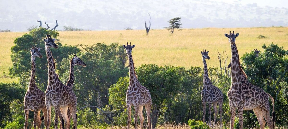 Танзания Занзибар Жирафы
