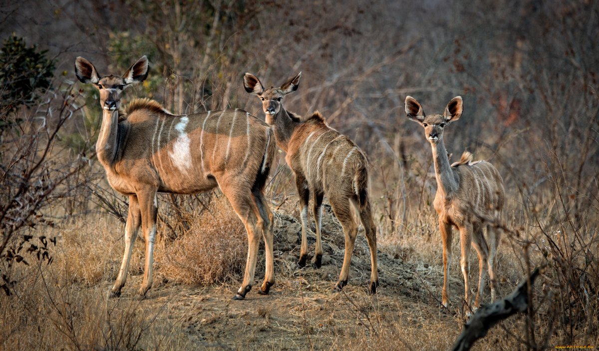 Антилопа Южно-Африканская