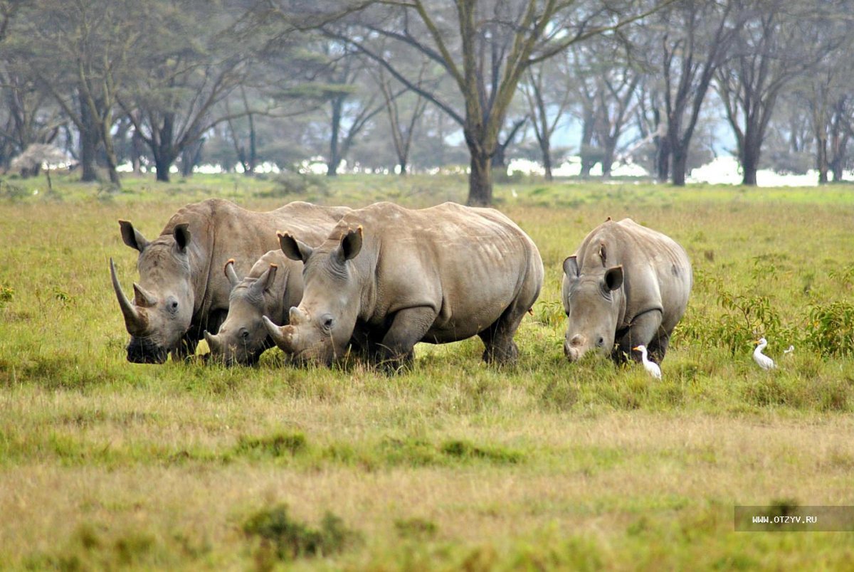 Заповедник Масаи Мара носорог