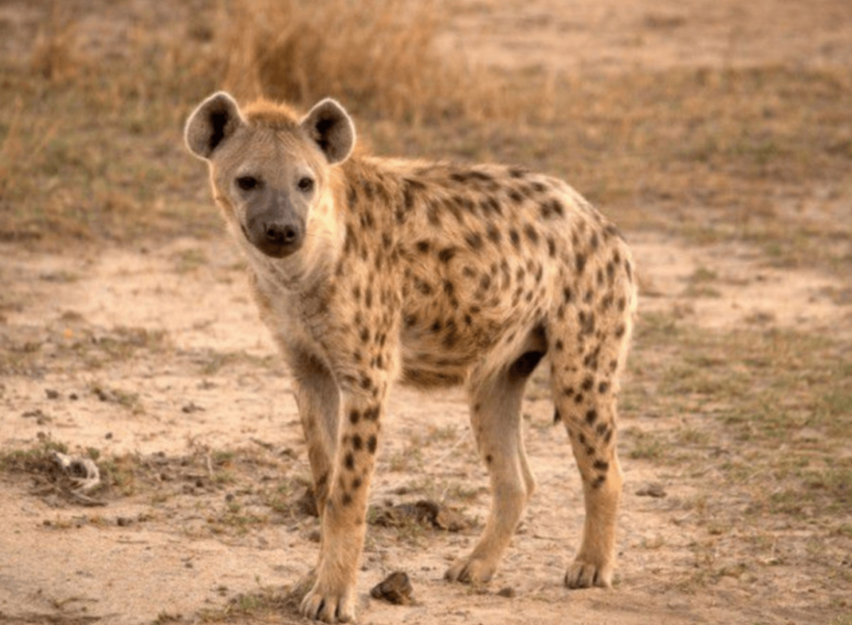 Гиена Маргарита