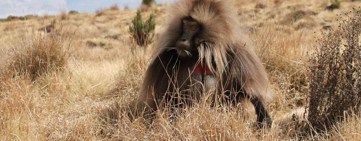 Фауна Эфиопии