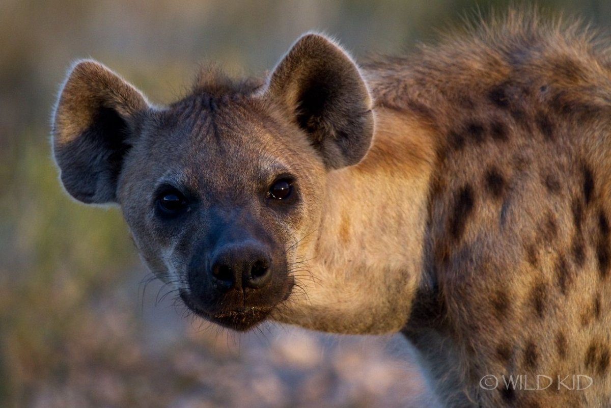 Бурая гиена