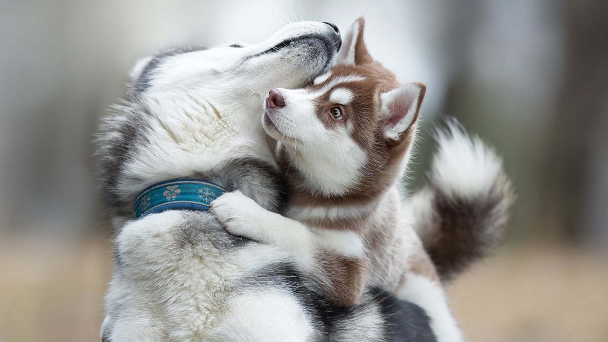 Милые хаски