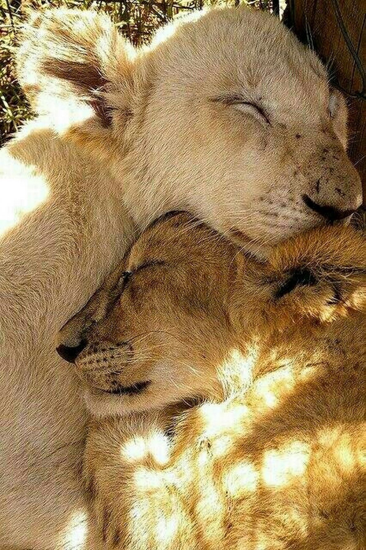 Животные в обнимку