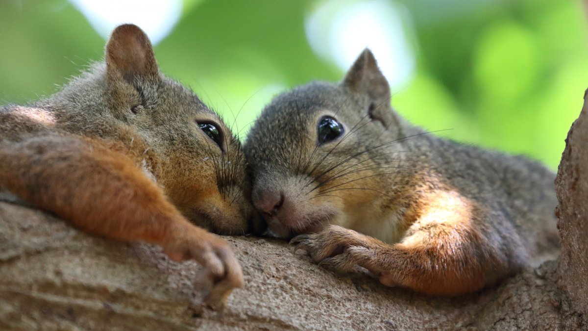 Белки обнимаются