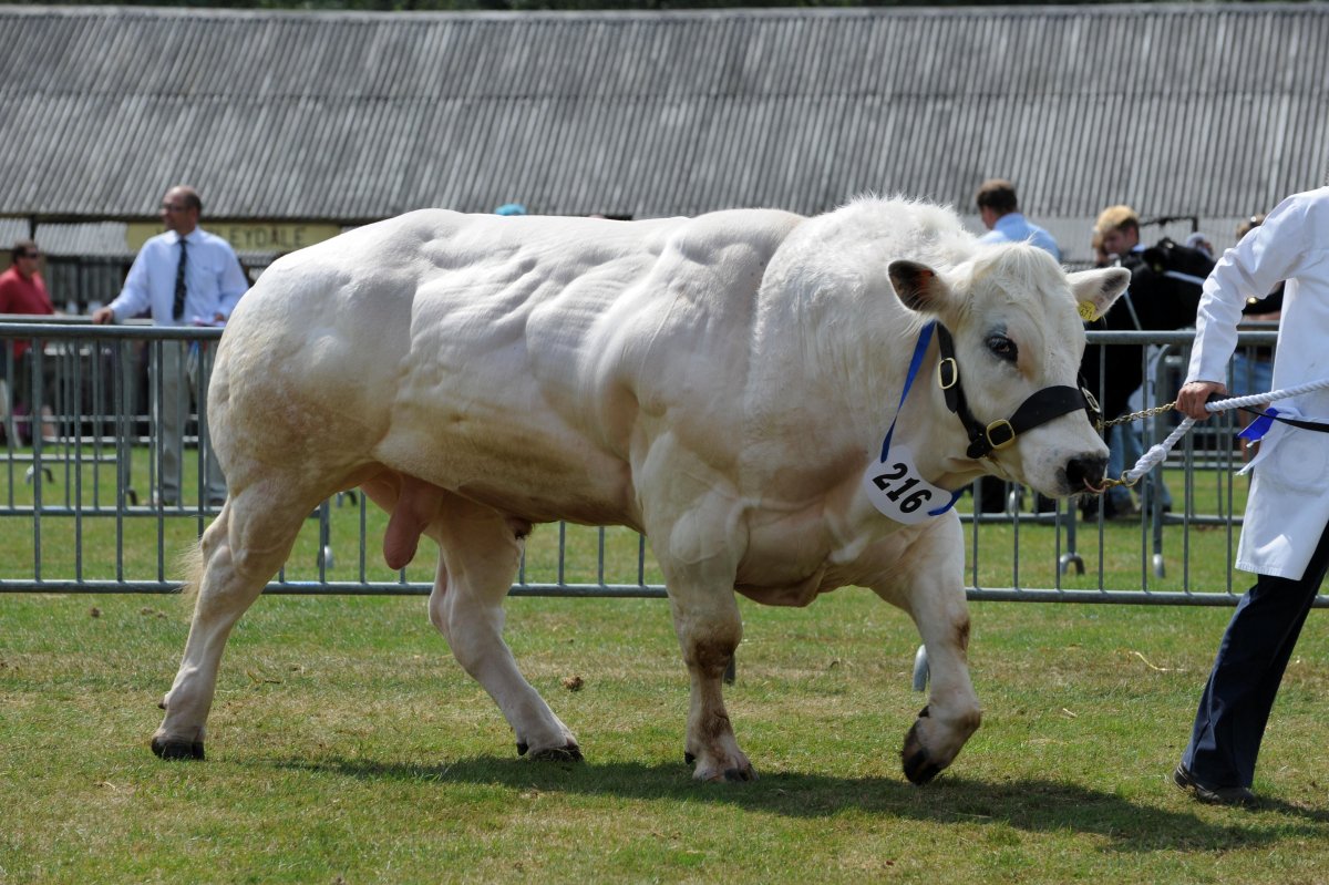 Бельгийский голубой бык