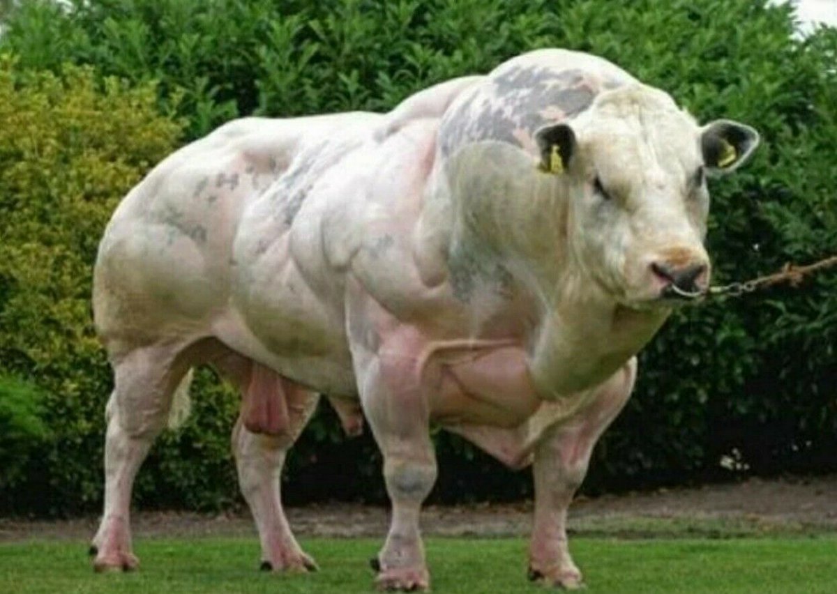 Бельгийская голубая порода коров