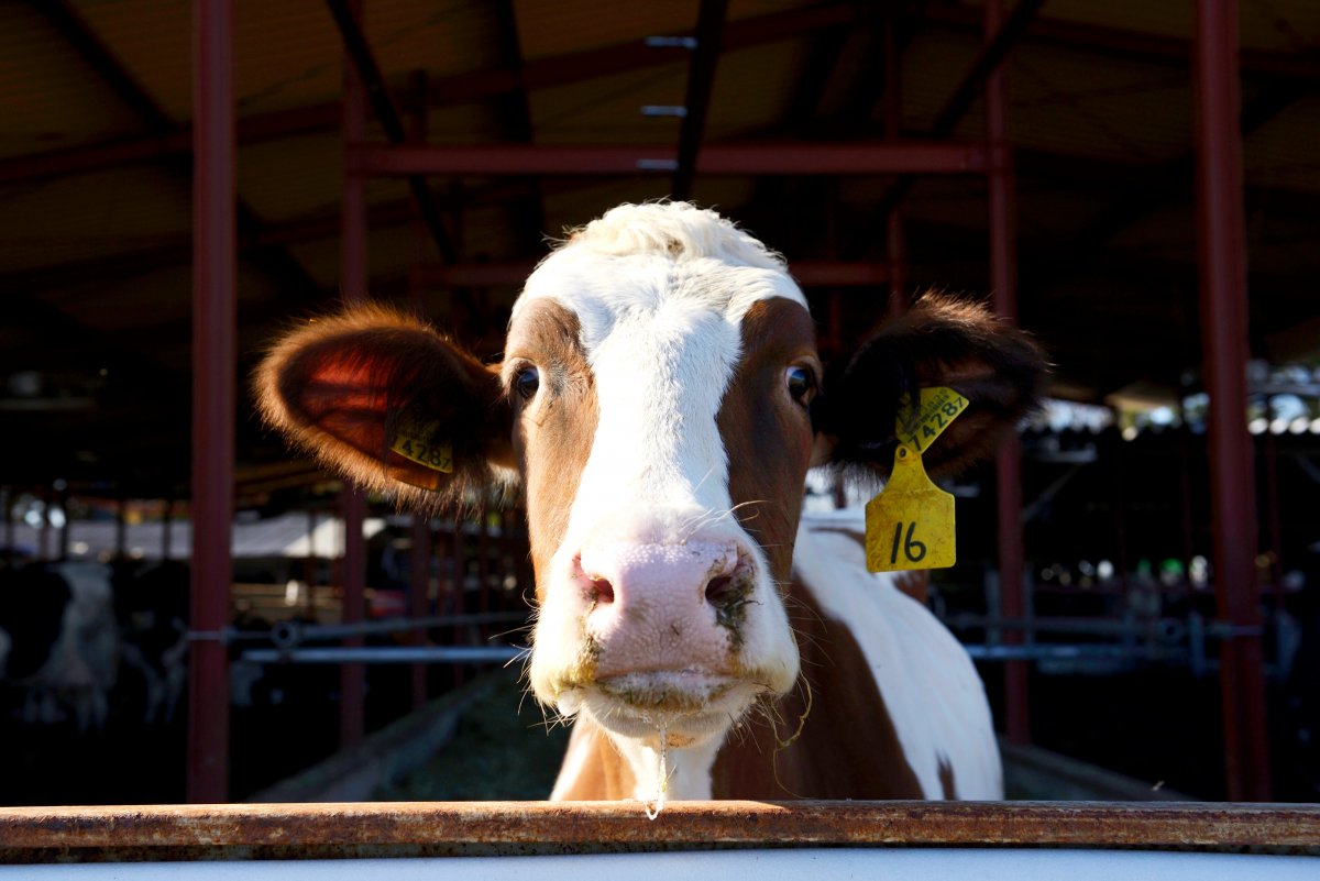 Модифицированные коровы