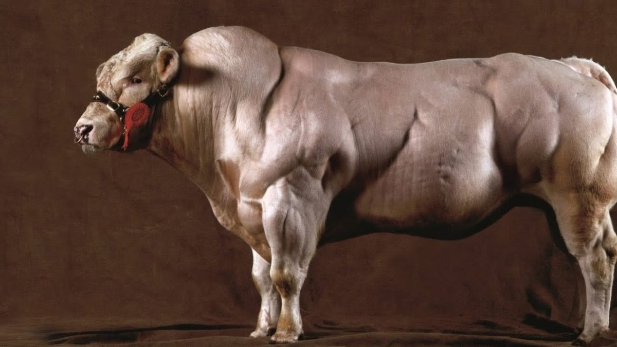 Бык породы Бельгийская голубая