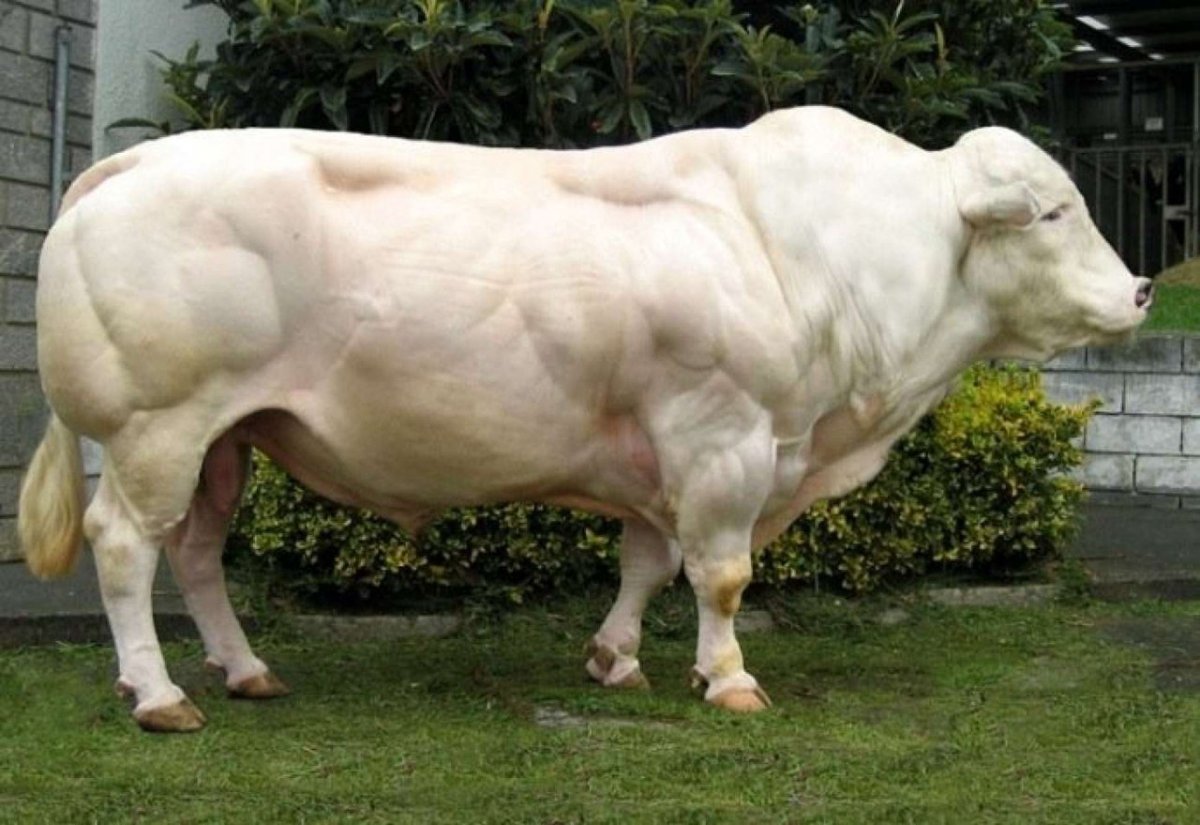 Бельгийский белоголовый бык
