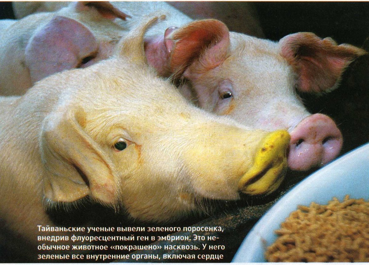 Китайская порода Мейшан