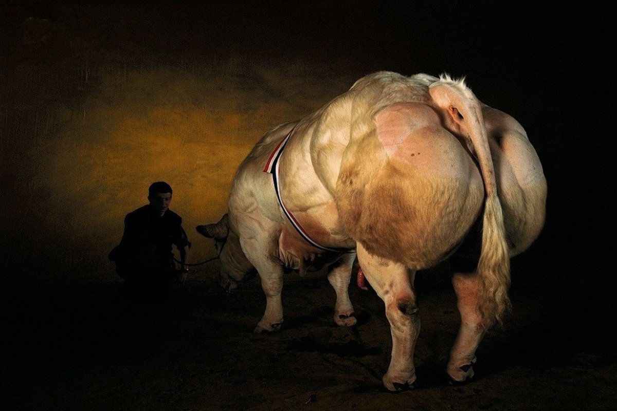 Бельгийский голубой бык