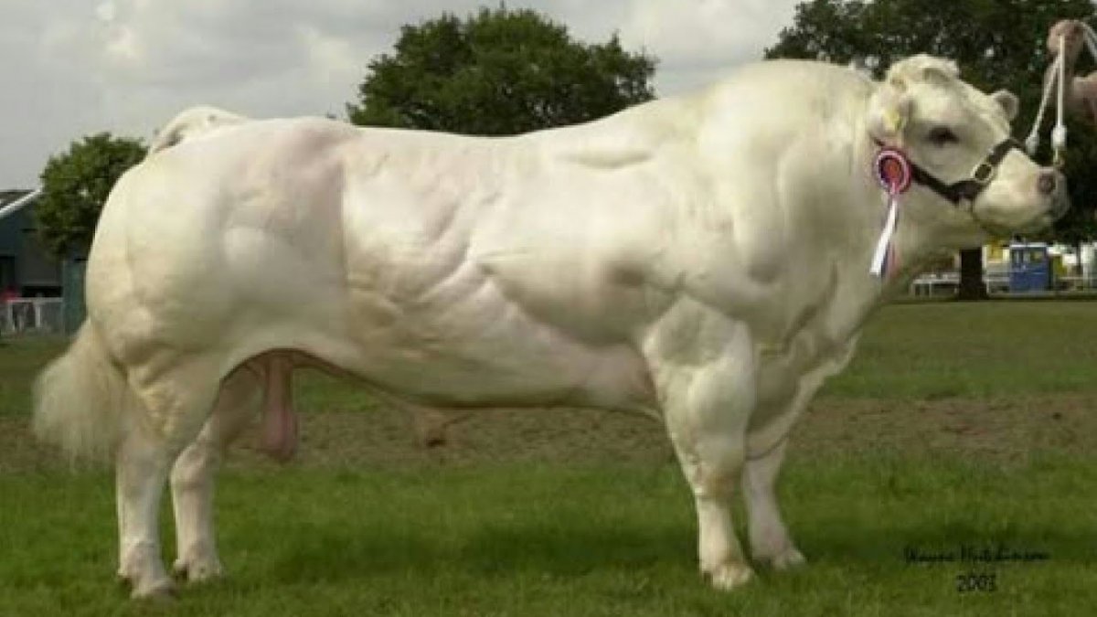 Бельгийская голубая порода КРС