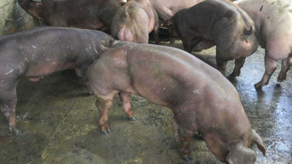 Трансгенные животные бык к кролику