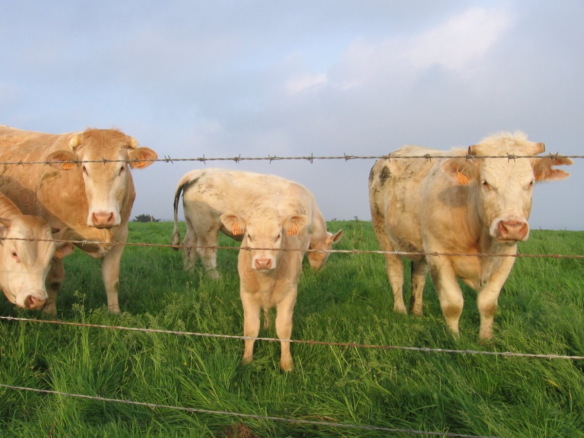 Трансгенные коровы