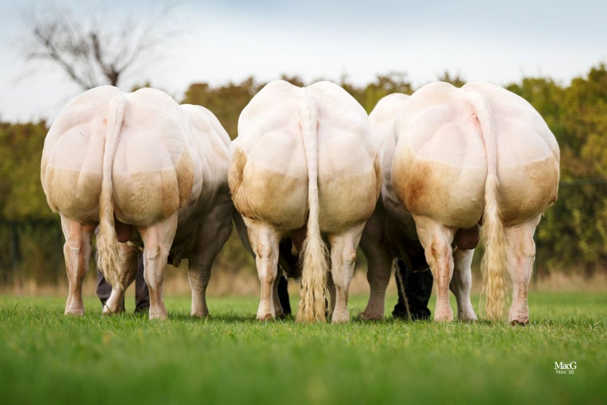 Бельгийская голубая