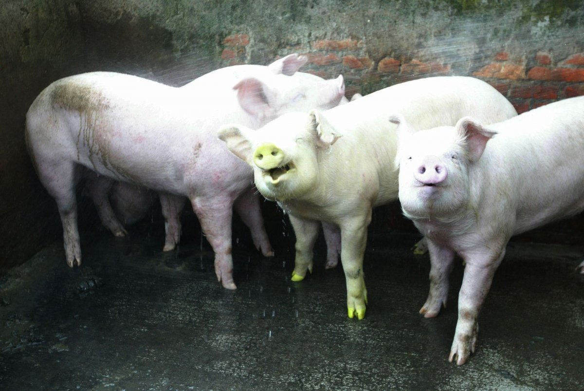 Генномодифицированные свиньи