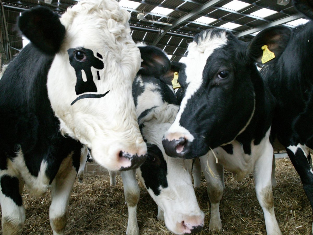 Светящиеся мыши