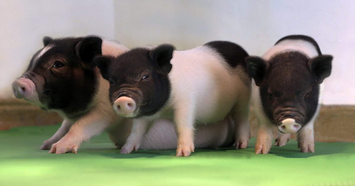 Трансгенные животные