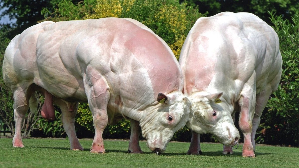 Генномодифицированные животные