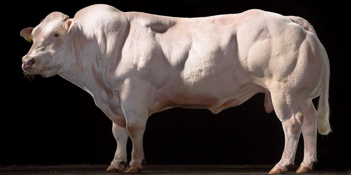 Мускулистая корова