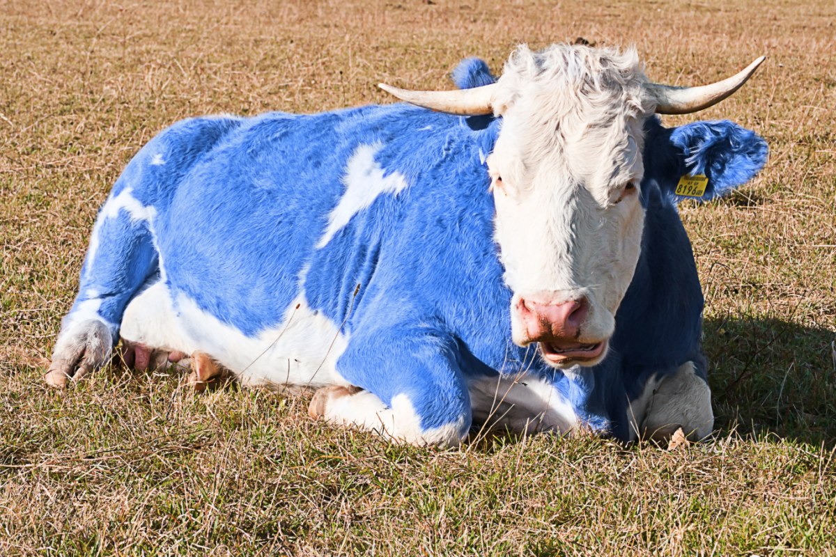 Голубой бык