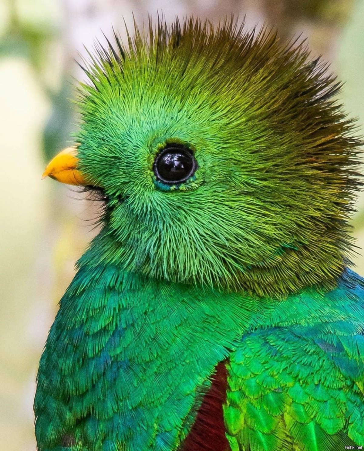 Квезаль Священная птица