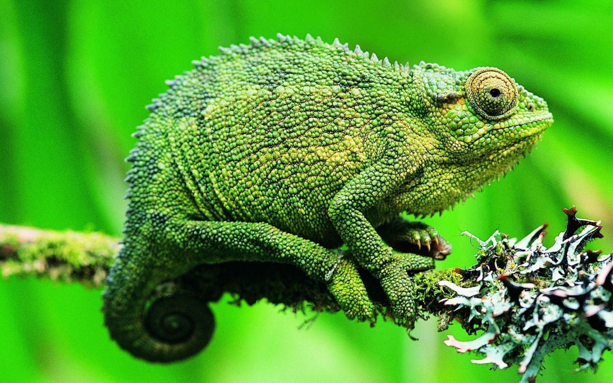 Пресмыкающиеся хамелеон