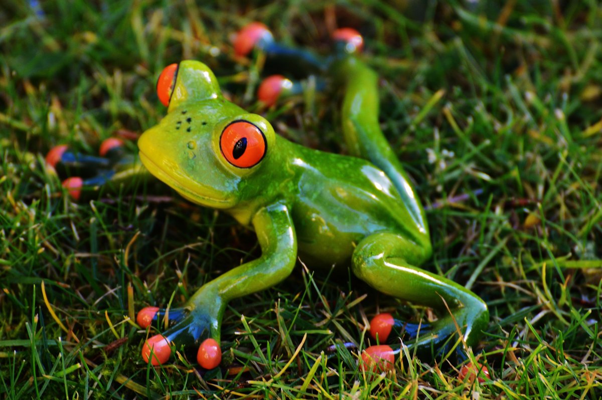 Жабы, Саламандры, тритоны