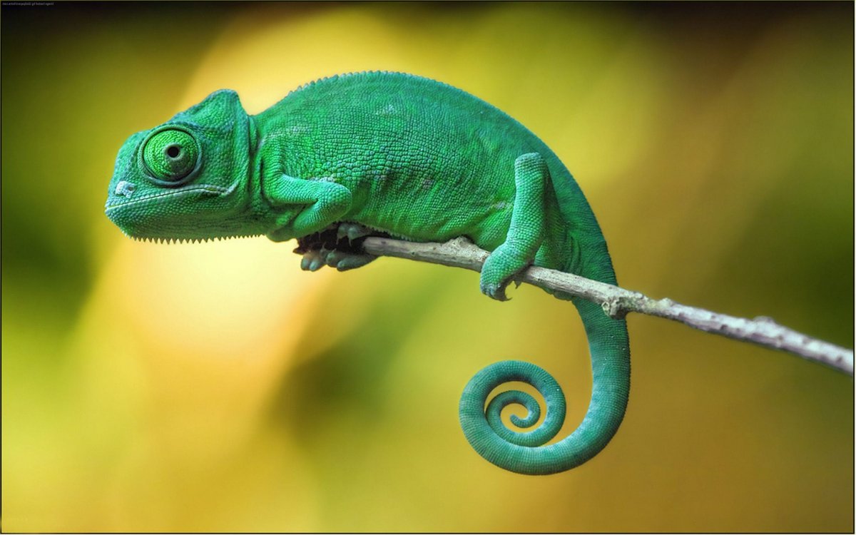 Йеменский хамелеон самка