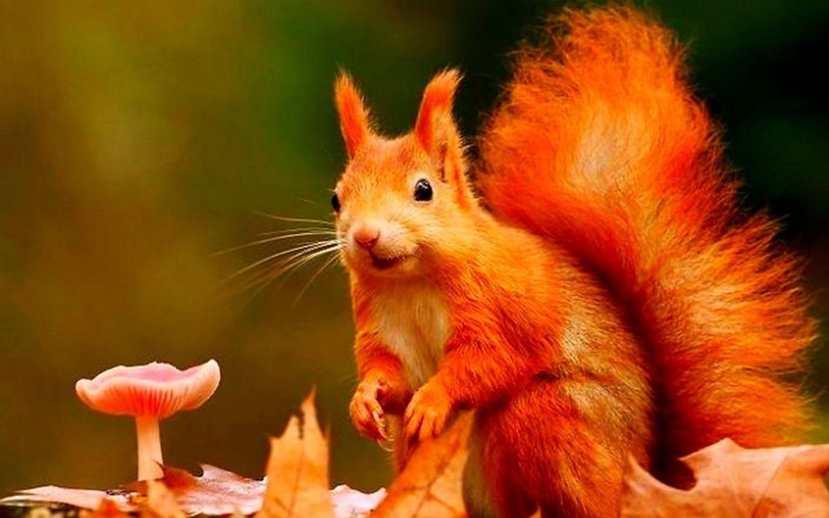 Огненная Векша белка