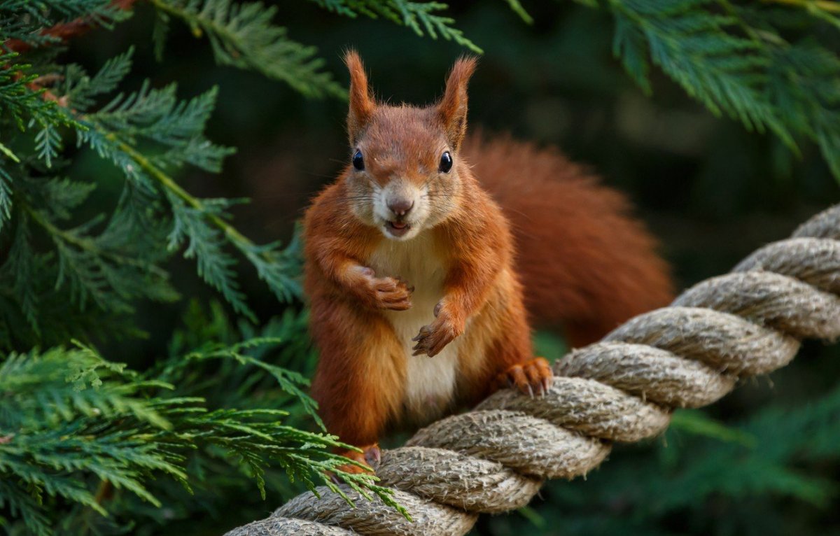 Лесная белка рыжая