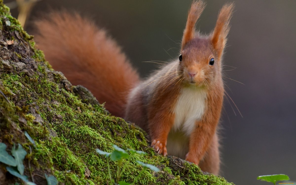 Рыжая белка