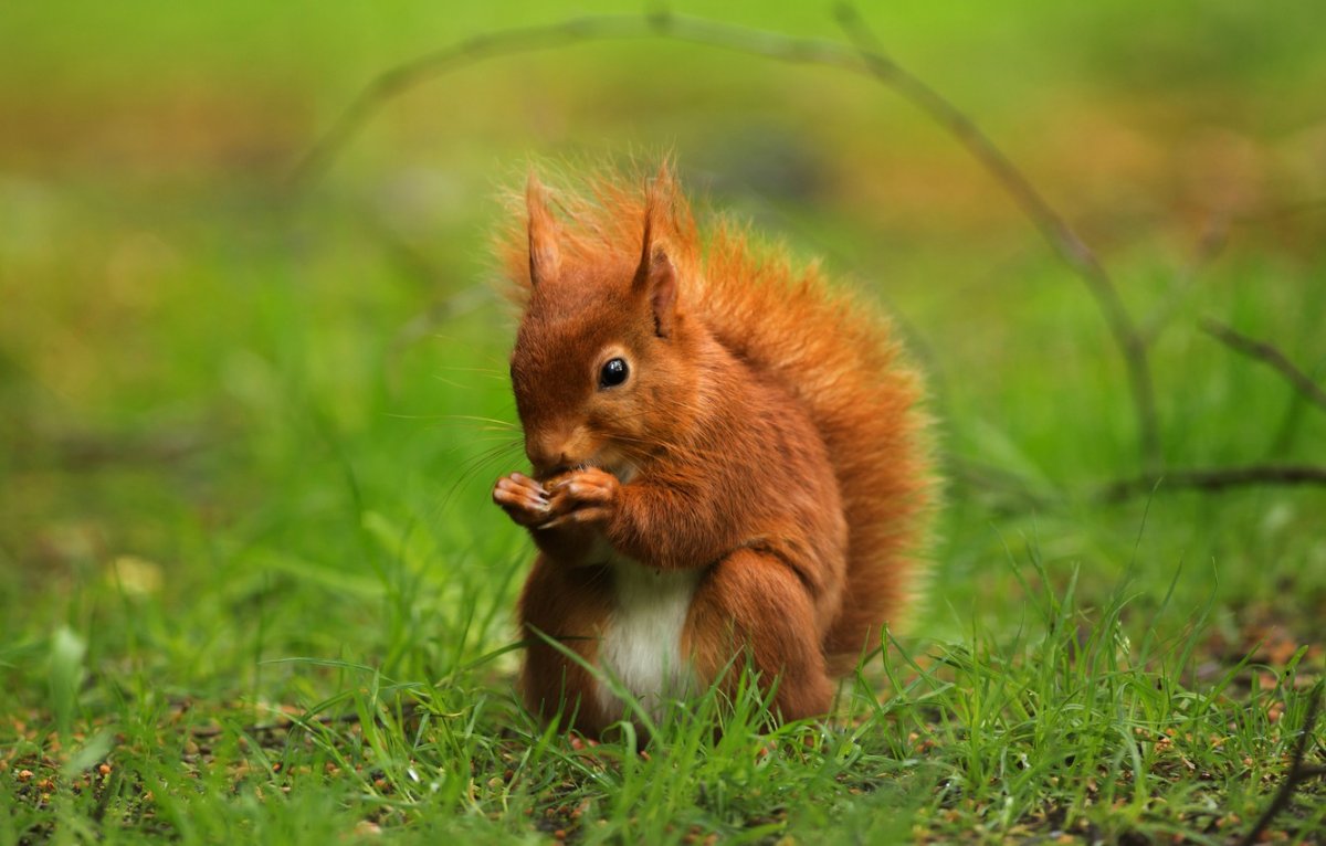 Рыжие животные