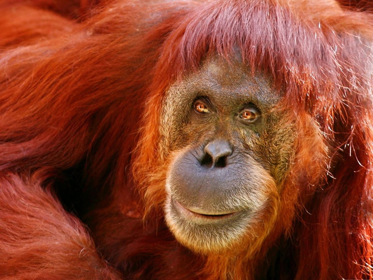 Рыжая обезьяна орангутан