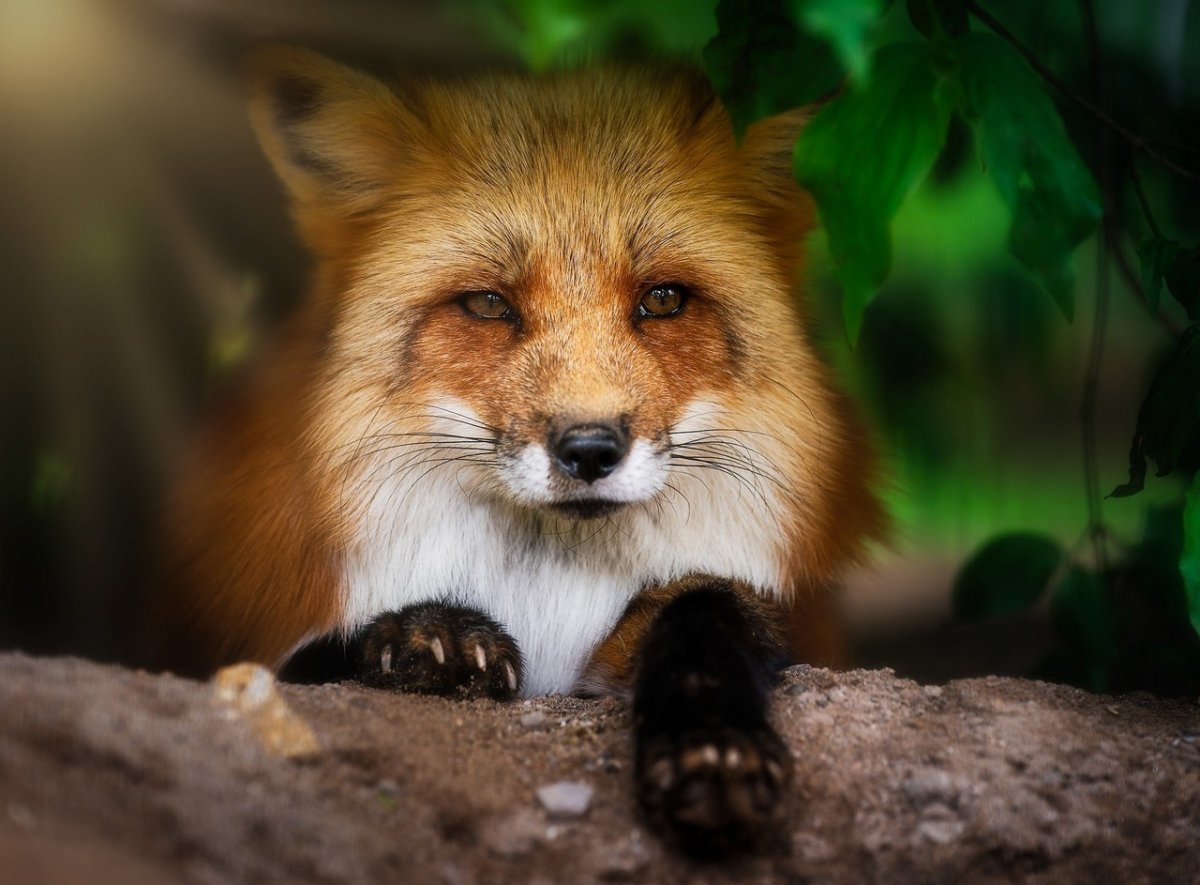 Лисички животные