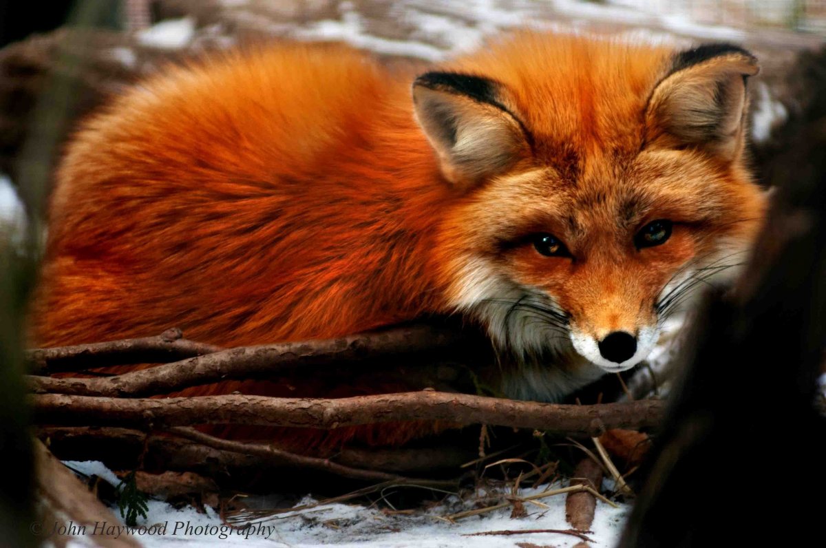 Красная лиса