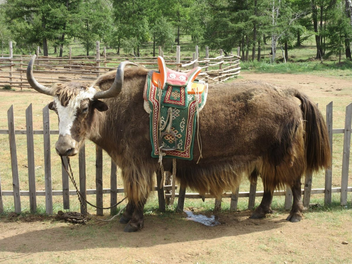 Хайнак гибрид яка и коровы