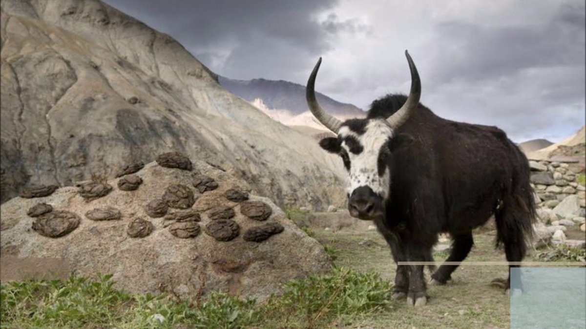 Хайнак гибрид яка и коровы