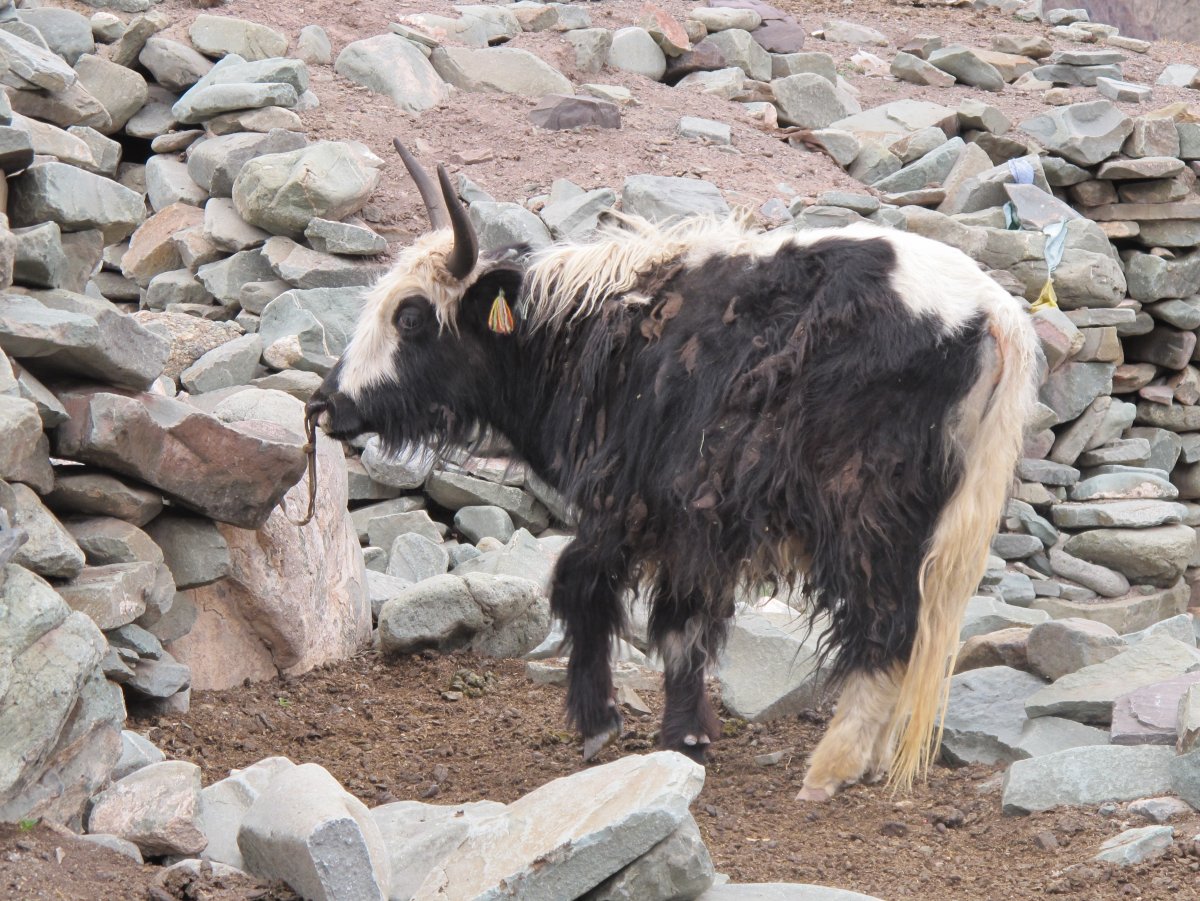 Хайнак корова