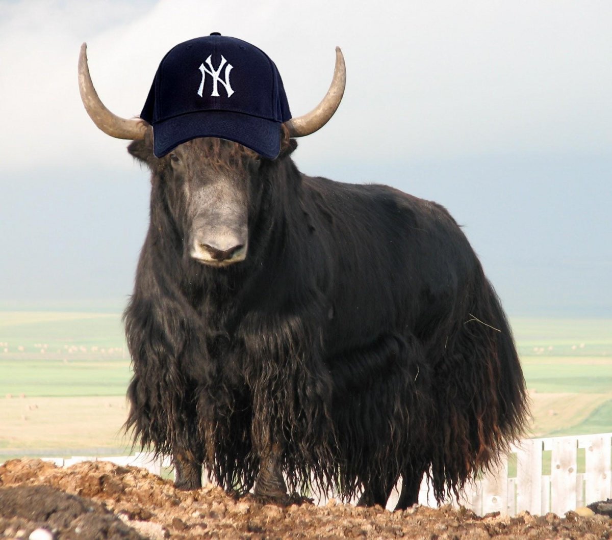 Сарлык буйвол