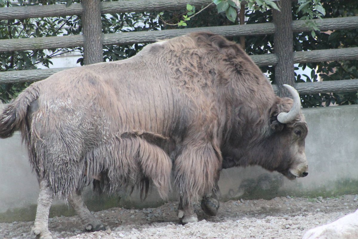 Гибрид яка и бизона