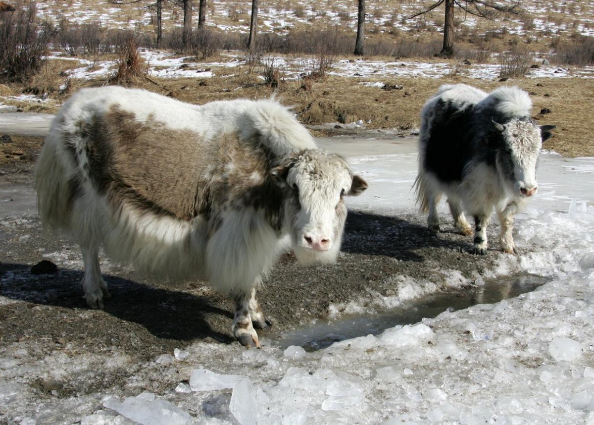 Окинские яки